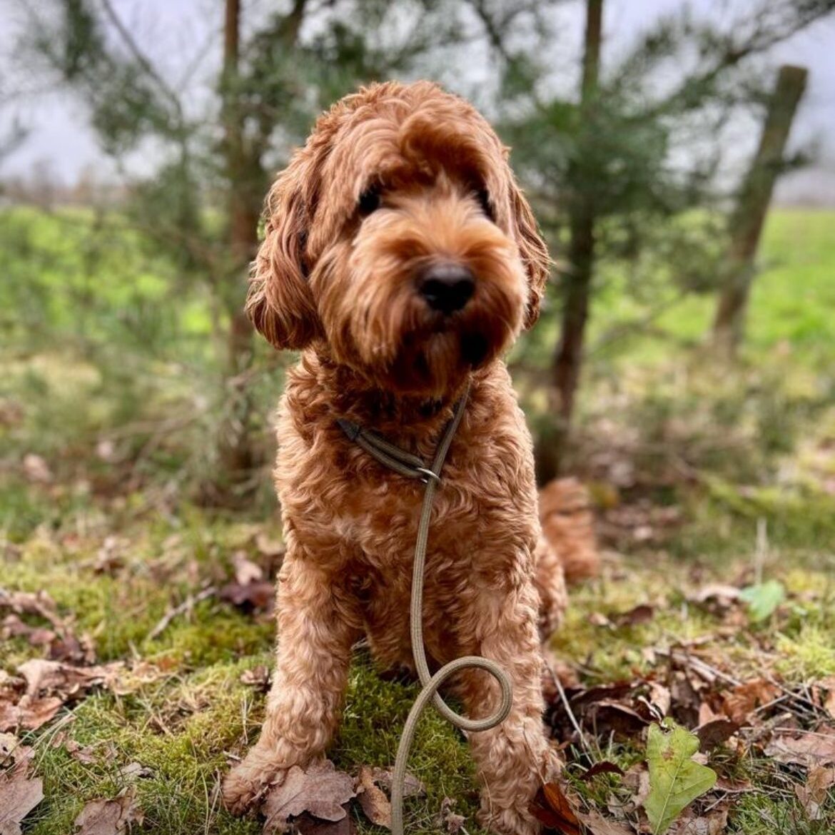 Labradoodle